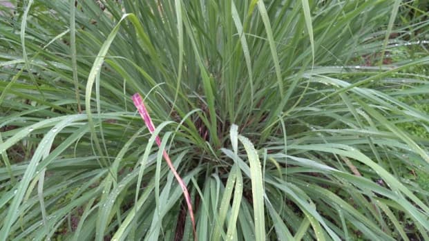 Chá de Capim-limão